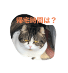 まるchan（個別スタンプ：3）