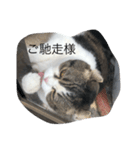 まるchan（個別スタンプ：4）
