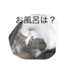 まるchan（個別スタンプ：7）