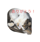 まるchan（個別スタンプ：8）