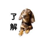 チョコDog（個別スタンプ：1）