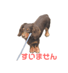 チョコDog（個別スタンプ：2）