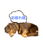 チョコDog（個別スタンプ：4）