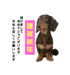 チョコDog（個別スタンプ：5）