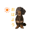 チョコDog（個別スタンプ：6）