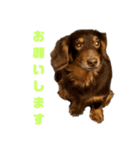 チョコDog（個別スタンプ：7）