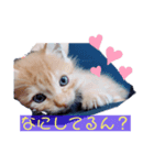 かまってちゃん（ねこ）（個別スタンプ：1）