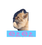かまってちゃん（ねこ）（個別スタンプ：2）