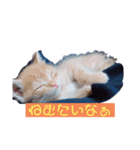 かまってちゃん（ねこ）（個別スタンプ：3）