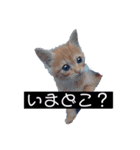 かまってちゃん（ねこ）（個別スタンプ：4）