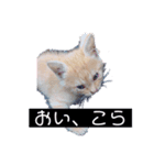 かまってちゃん（ねこ）（個別スタンプ：5）