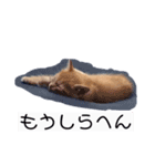 かまってちゃん（ねこ）（個別スタンプ：7）