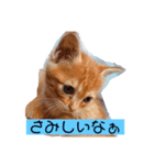 かまってちゃん（ねこ）（個別スタンプ：8）