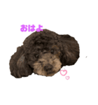 モナ ＆ アンジュ  Tiny poodle（個別スタンプ：4）
