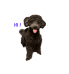 モナ ＆ アンジュ  Tiny poodle（個別スタンプ：6）