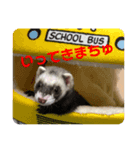 ごまパンʕ•ᴥ•ʔ（個別スタンプ：1）