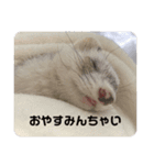ごまパンʕ•ᴥ•ʔ（個別スタンプ：2）