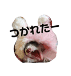ごまパンʕ•ᴥ•ʔ（個別スタンプ：3）
