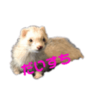 ごまパンʕ•ᴥ•ʔ（個別スタンプ：4）