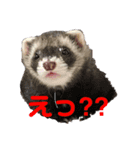 ごまパンʕ•ᴥ•ʔ（個別スタンプ：5）