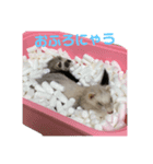 ごまパンʕ•ᴥ•ʔ（個別スタンプ：8）