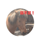 与那国馬（個別スタンプ：4）