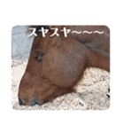与那国馬（個別スタンプ：8）