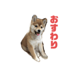 豆柴茶々丸スタンプ（個別スタンプ：5）