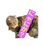 ラッキーちん（個別スタンプ：1）
