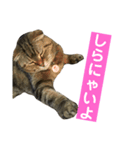 ラッキーちん（個別スタンプ：3）