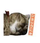 ラッキーちん（個別スタンプ：4）