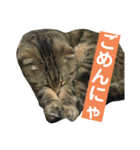 ラッキーちん（個別スタンプ：5）