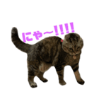 ラッキーちん（個別スタンプ：8）