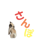ペキシーズー ロク 第三段（個別スタンプ：3）