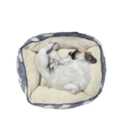 ペキシーズー ロク 第三段（個別スタンプ：8）