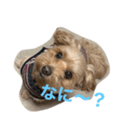 トコトコちゃん（個別スタンプ：1）
