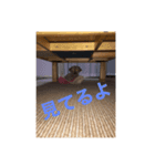 トコトコちゃん（個別スタンプ：2）