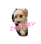 トコトコちゃん（個別スタンプ：4）