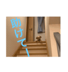 トコトコちゃん（個別スタンプ：6）