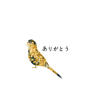 すてきなインコ（個別スタンプ：2）