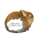 我が家の可愛くて小さいうさぎ（個別スタンプ：2）