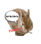 我が家の可愛くて小さいうさぎ（個別スタンプ：3）