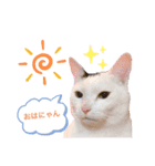 ねこめにすたん（個別スタンプ：1）