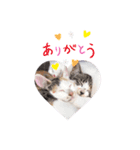 ねこめにすたん（個別スタンプ：2）