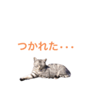 ねこめにすたん（個別スタンプ：3）