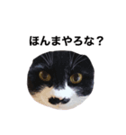 ねこめにすたん（個別スタンプ：4）