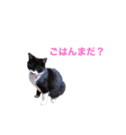 ねこめにすたん（個別スタンプ：5）