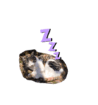 ねこめにすたん（個別スタンプ：6）