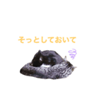 ねこめにすたん（個別スタンプ：7）