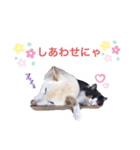 ねこめにすたん（個別スタンプ：8）